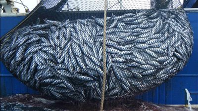 الثروة السمكية: توجيه السيسي بدعم الصيادين يساهم في منع الصيد الجائر (فيديو) 