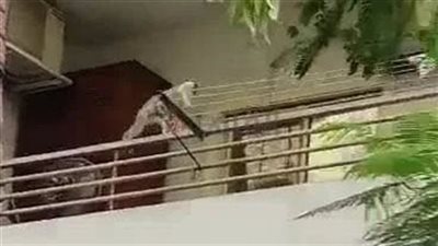 محافظ البحر الأحمر يفجر مفاجأة في واقعة مهاجمة النسانيس (فيديو)