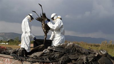 إسرائيل تعلن اكتشاف بؤرة جديدة لإنفلونزا الطيور