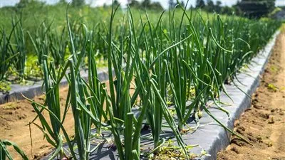 بيان مهم من الحكومة بشأن تصدير شحنات بصل أخضر فاسدة تسبب 