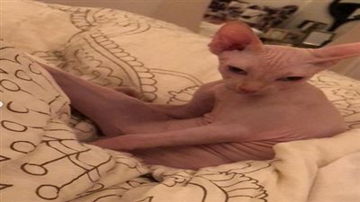 قط ياسمين عبد العزيز الأغلى فى العالم يضعها على صدارة جوجل