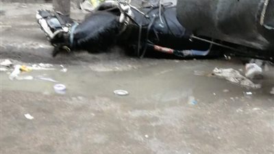 نفوق حصان صعقا بالكهرباء بسبب الأمطار في الإسكندرية 