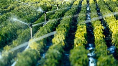  هل يؤثر تغير المناخ على المحاصيل الزراعية؟.. خبراء يُوضحون