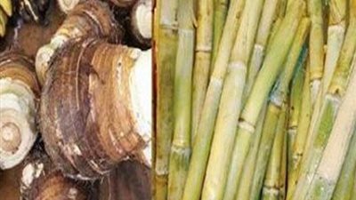 القصب والقلقاس في عيد الغطاس: رموز دينية وتقاليد عريقة