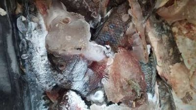 رايح حلقة الأسماك.. تعرف على أسعار أسماك البحر الأحمر اليوم الخميس 