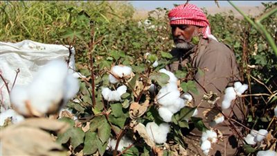 قطاع الأعمال يوضح حقيقة فرض غرامات على من لم يسلم القطن بموعده (فيديو)