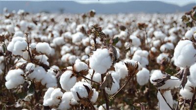 عاجل| تراجع التعاقدات التصديرية للقطن المصري72% 