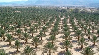 محافظ مطروح: سيوة تضم 100 ألف نخلة بمساحة 9 آلاف فدان (فيديو)