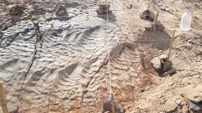 منذ أكثر من 70 مليون سنة.. تسجيل أول آثار أقدام ديناصورات بجنوب الصحراء الشرقية بمصر