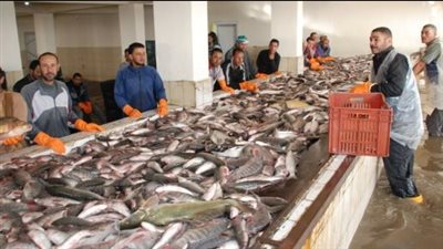 الزراعة: لدينا شبه اكتفاء ذاتي في الخضر والفاكهة والأسماك والدواجن (فيديو)