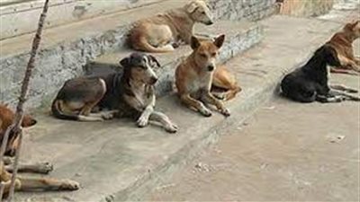 بعد تحرك البرلمان.. نائب: نحتاج إلى 500 مليون جنيه سنويا للتعامل مع الحيوانات والكلاب الضالة