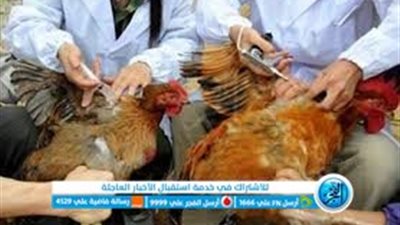 إنشاء قاعدة بيانات لمزارع الدواجن بكفر الشيخ.. وبحث مشكلات النفوق