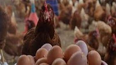 اسعار البيض والدواجن في الأسواق المصرية 
