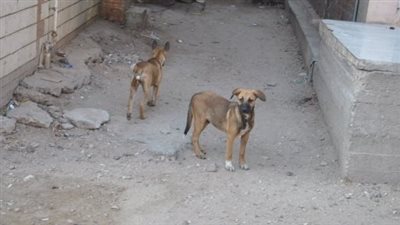 عصام عجاج: لدينا 450 ألف حالة عقر كلب للمواطنين سنويا (فيديو)