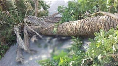 الاكتفاء الذاتي يراود أبناء البحر الأحمر.. تعرف على أول مزرعة في حضن الجبال 