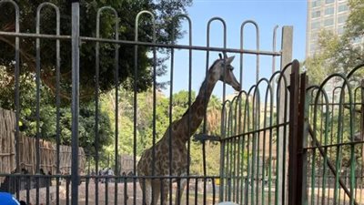 هل سيجرى نقل حديقة الحيوان؟.. رئيس الإدارة المركزية يجيب