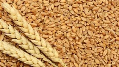 الزراعة: مصر لديها مخزون من القمح يكفي لـ 5 أشهر (فيديو)