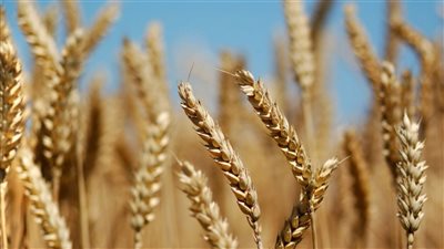 بعد غزو أوكرانيا.. نقيب الفلاحين يطمئن المصريين عن القمح (فيديو)