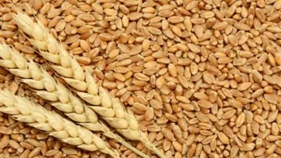 الزراعة تعلن قيمة الحافز الإضافي في سعر أردب القمح هذا العام (فيديو)