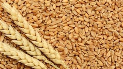 نقيب الفلاحيين: تحرك سفينة أوكرانية محملة بالقمح يعد بشرة خير (فيديو)