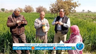 وكيل زراعة الفيوم: القمح مبشر بالخير بجهود جهازي المكافحة والإرشاد 