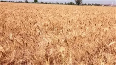 اسعار القمح تسجل اعلي مستويتها في 14 عام وسط مخاوف شح المعروض