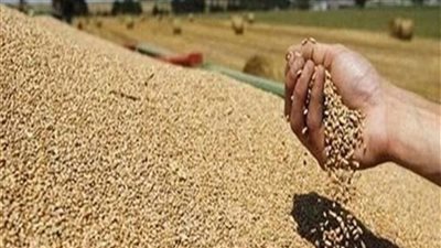 شعبة المستوردين: مصر تستورد 12 مليون طن قمح  من أوكرانيا وروسيا (فيديو)