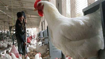 ارتفاع أسعار الدواجن.. الأسباب وموعد الانخفاض