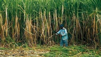 التموين: موسم توريد قصب السكر يقترب من 5 ملايين طن حتى الآن 