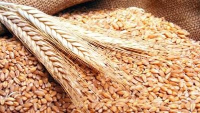 اتحاد الغرف التجارية: الدولة رفعت سعر توريد القمح 