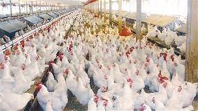 اسعار الدواجن والبيض فى السوق المحلى اليوم الخميس 10 مارس 2022