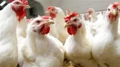 العلف هو السبب.. ننشر آخر تحركات أسعار الدواجن اليوم الثلاثاء 15-3-2022