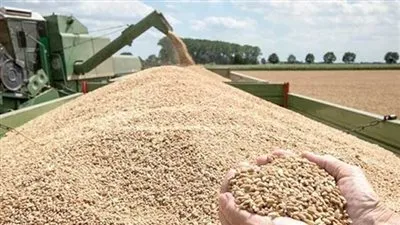 الزراعة: تقديم حوافز إضافية لتشجيع الفلاحين على توريد القمح (فيديو)