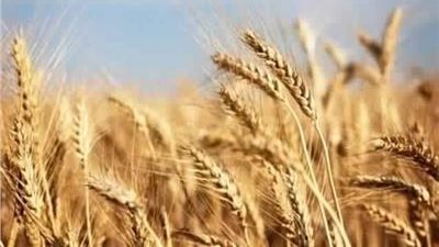 مديرالمحاصيل الحقلية السابق: مصر الأولى في إنتاجية وحدة المساحة من القمح بالدول النامية