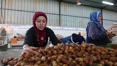 البحوث الزراعية: مصر الأولى عالميا في إنتاج التمور (فيديو)
