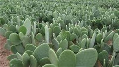 خبراء: نباتات الزينة موفرة للمياه.. ومصر رائدة في زراعتها 