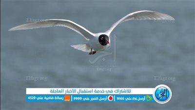 تنشيطًا للسياحة.. انطلاق مهرجان بورسعيد الأول لتصوير الطيور (صور) 