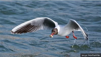 لهواة مراقبتها وتصويرها.. طيور بألوان وأشكال زاهية في مهرجان بورسعيد 