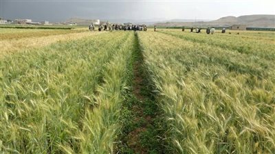 الزراعة توجه نصائح للفلاحين للتعامل مع الطقس البارد