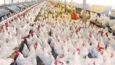 صاحب مزرعة دواجن يستغيث: 