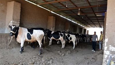 الزراعة: الدولة تعمل على تمصير السلالات الحيوانية