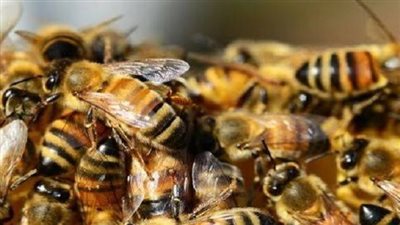 تعليم لعام كامل.. كواليس نجاح مبادرة 