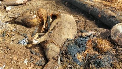 نفوق 10 مواشي وإصابة 4 آخرين في حريق حظيرة بالمنوفية (فيديو)