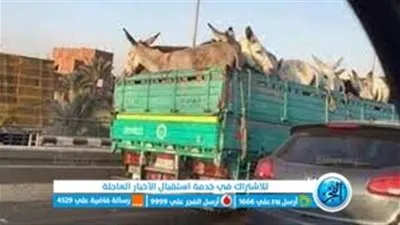 حقيقة ضبط 50 حمارًا داخل مجزر سري بأخميم في سوهاج