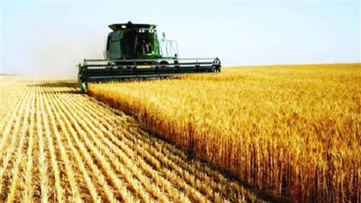  ثقافة عامة.. تفاصيل حرق محصول القمح في أسيوط (فيديو)