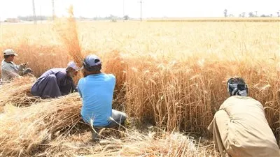 توريد 2871 طن قمح لصوامع وشوّن محافظة قنا منذ بداية الموسم 