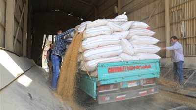 ضبط تجار بالمنوفية يجمعون محصول القمح من المزارعين بصورة غير قانونية 