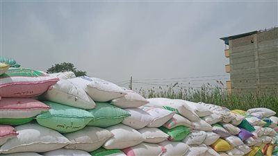توريد 384 طن قمح شون وصوامع بالبحيرة
