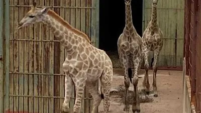 توضيح عاجل من حديقة الحيوان بشأن مواعيد العمل في عيد الفطر (فيديو)