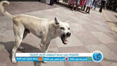 القضاء على كلب ضال عقر 8 أشخاص بينهم أطفال بقرية كحك بحري في الفيوم